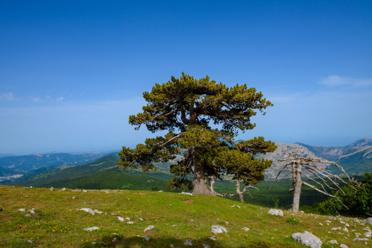 Twisted trees in the Pollino National Park