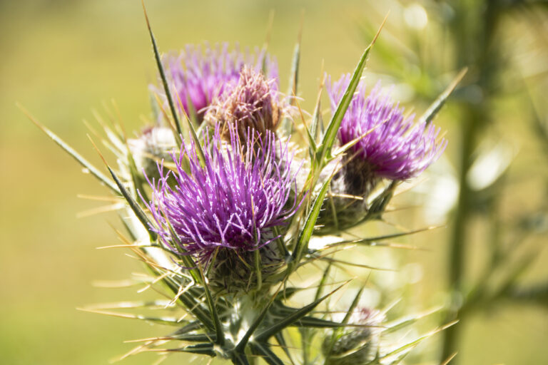 purple thistle in Pollino national park, a wide natural reserve in Basilicata and  Calabria,  italian regions
