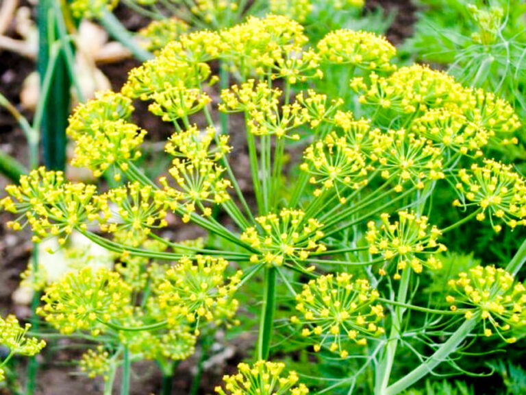 Pollino Green Experience